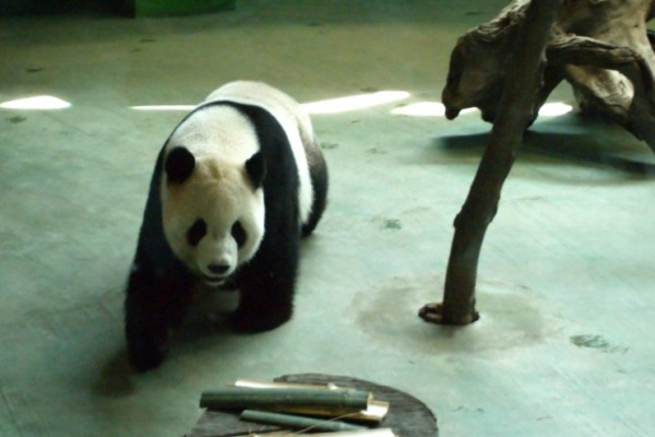 11_11_Giant_Panda_Taipei_Zoo_20512.jpg