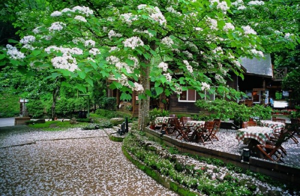 Hakka Tung Blossom Festival.jpg