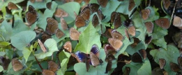 Purple Butterfly Valley Activities.jpg